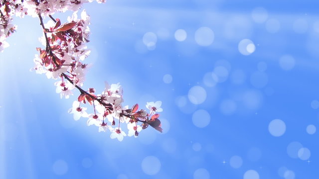 Background with a branch of cherry blossoms