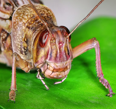 Migratory locust on a green leaf