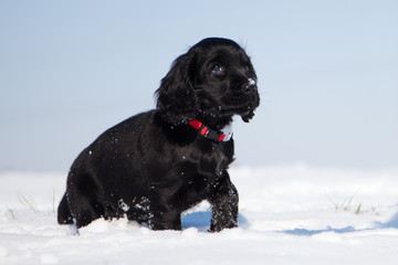 niedlicher Cockerspaniel-Welpe läuft im Schnee