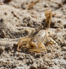 Scorpion