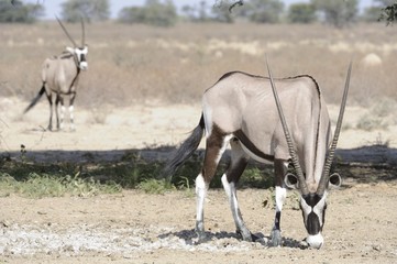 Naklejka na ściany i meble Gemsbuck (Oryx Gazella) w Kalahari