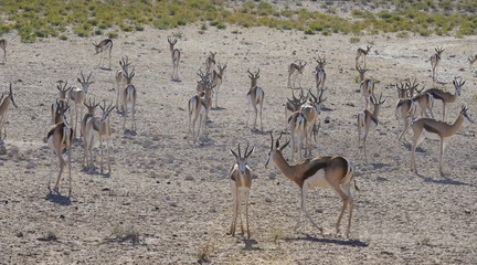 Fototapeta na wymiar Springbuck (Antidorcas marsupialis) stada w pustyni Kalahari