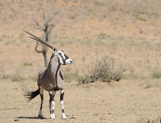 Gemsbuck (Oryx gazella) in the kalahari desert