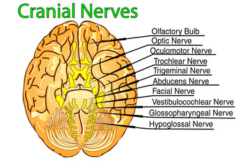 cranial nerves