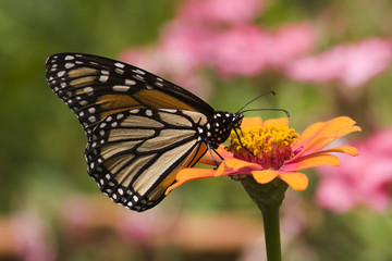 Fototapeta na wymiar Monarch Butterfly Feeding on Orange Zinnia