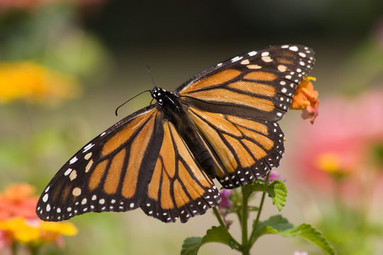 Monarch Butterfly Feeding on Lantana