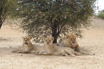 Lion and lionesses (Panthera leo) in the Kalahari desert