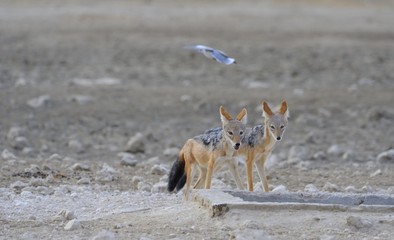 Black-backed jackals (Canis mesomelas) at waterhole