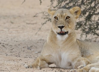 Obraz premium Lioness (Panthera leo) close up in the Kalahari desert