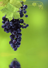 grappe de raisin