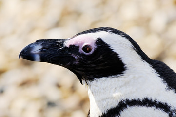 Penguin closeup profile