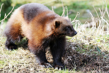 Wolverine in wild