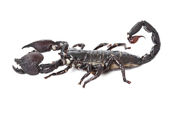 Emperor Scorpion isolated on white