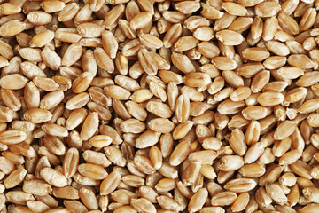 Grain of Wheat closeup