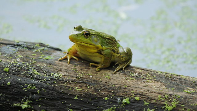Green frog sitting on a log. Ontario, Canada.