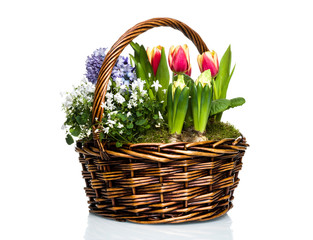 Fototapeta na wymiar Garden flowers in basket
