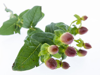 Hypericum - red berries; medicinal herbs
