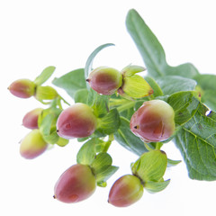 Hypericum - red berries; medicinal herbs