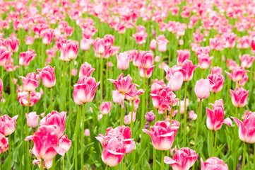  tulips field in spring time