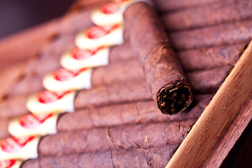 cigars in open humidor. close up 