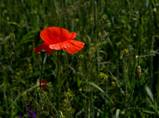 poppy flower in a field3