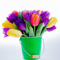 Spring flowers. Colorful fresh spring tulips flowers in pail