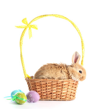 Fluffy foxy rabbit in basket with Easter eggs isolated on white