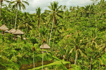 Rice terrace in Bali island. Green fields of agriculture