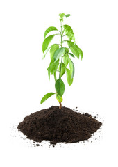 green lemon growing