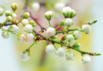 Branch with blossoms. Isolated on white background.