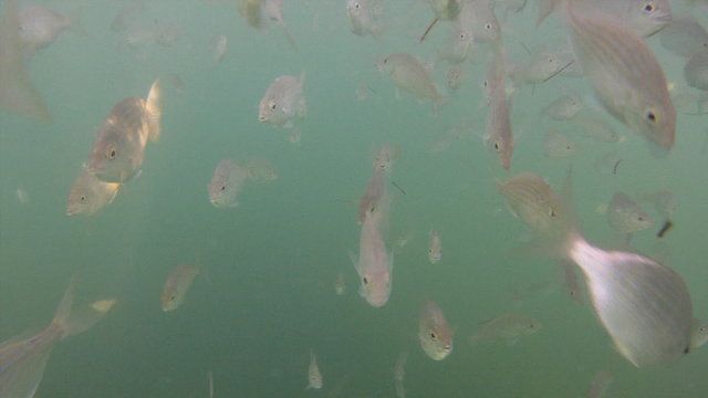 School of Pinfish