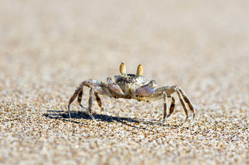 crab