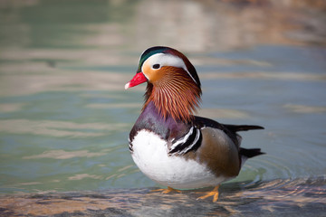 mandarinente