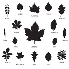 Fototapeta premium Vector collection of leaf silhouettes