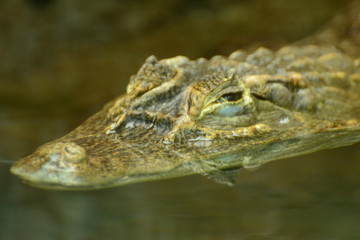Fototapeta premium crocodile