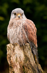 Kestrel sat on a tree stump close up