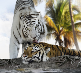 Obraz premium Białe I Brązowe Tygrysy