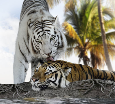 Fototapeta White And Brown Tigers