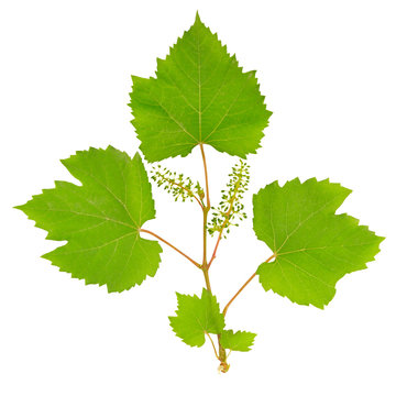 vine leaves isolated on white