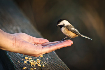 Bird on Hand