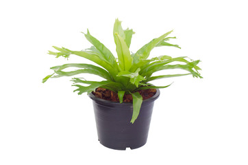 Green fern in pot isolated on white background