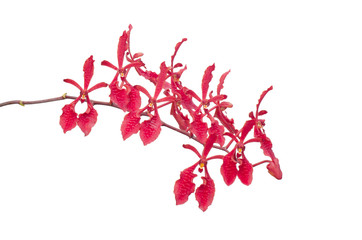 Cymbidium  orchid isolated on white background