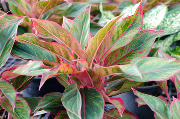Obraz premium Aglaonema