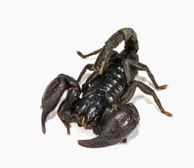 Black scorpion