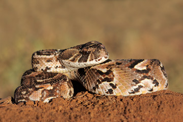 Puff adder (Bitis arietans) snake