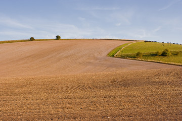 Fototapeta na wymiar Farmland in Wiltshire
