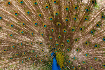 Fototapeta premium peacock with outstretched plumage