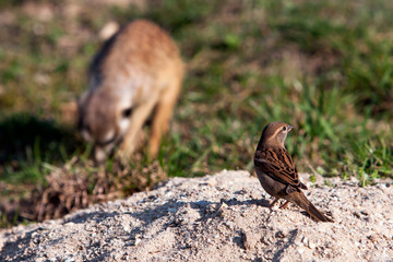 House Sparrow on sand look on suricatta in ZOO