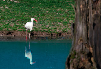 white stork near blue lake