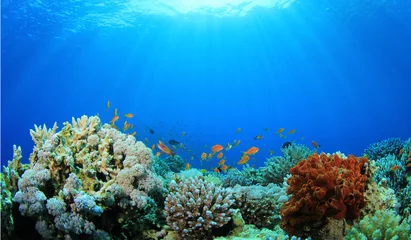 Fototapeten Korallenriff unter Wasser © Richard Carey
